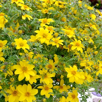 Bidens ferulifolia 'Sunball' (068330)