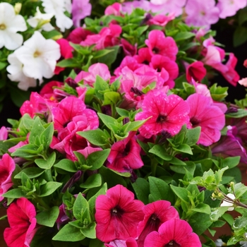 Petunia 'Bingo Perfectunia® Neon Pink' (068332)