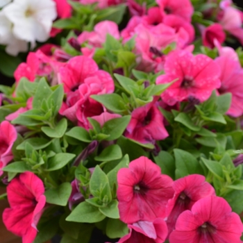 Petunia 'Bingo Perfectunia® Neon Pink' (068333)