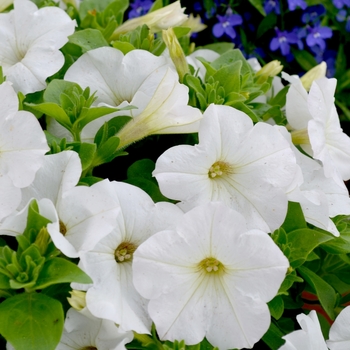 Petunia 'Bingo Perfectunia® White' (068337)