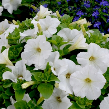 Petunia 'Bingo Perfectunia® White' (068338)