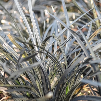 Ophiopogon planiscapus 'Nigrescens' (068340)