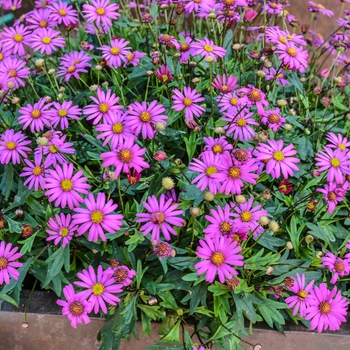 Brachyscome bracteata 'Radiant Magenta' (068342)