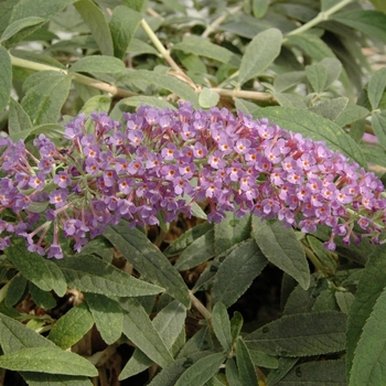 Buddleia Lo & Behold® 'Purple Haze' (068355)