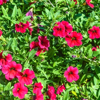 Calibrachoa Celebration® 'X-treme Red' (068362)