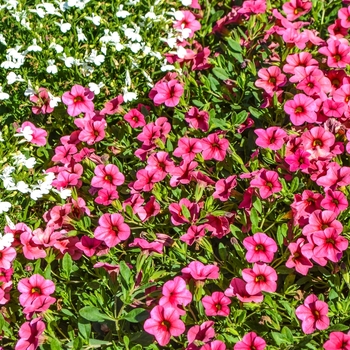 Calibrachoa Celebration® 'Strawberry' (068365)