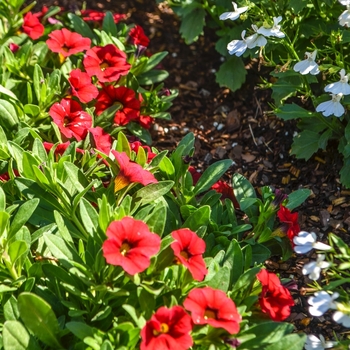 Calibrachoa Celebration® 'Early Bird Red' (068368)