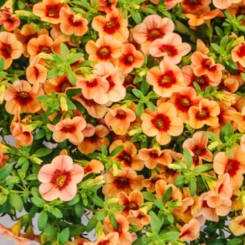 Calibrachoa Noa® 'Sunset' (068373)