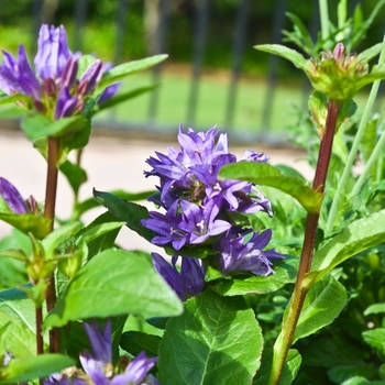 Campanula glomerata 'Freya' (068443)