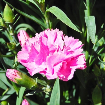 Dianthus caryophyllus 'Garden Spice 'Fuschia'' (068518)