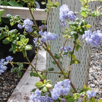 Ceanothus 'Frosty Blue' (068520)