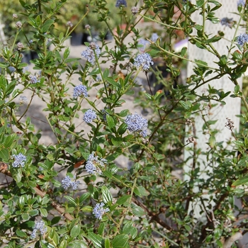 Ceanothus thyrsiflorus 'Arroyo de la Cruz' (068523)