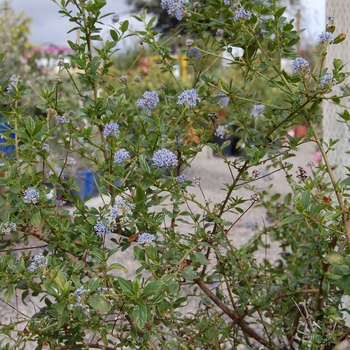 Ceanothus thyrsiflorus 'Arroyo de la Cruz' (068524)