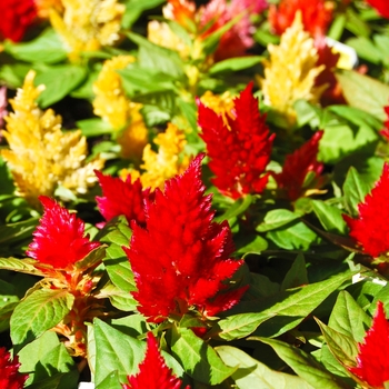 Celosia argentea plumosa '' (068526)