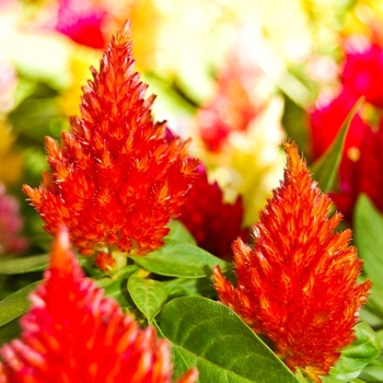 Celosia argentea plumosa '' (068528)