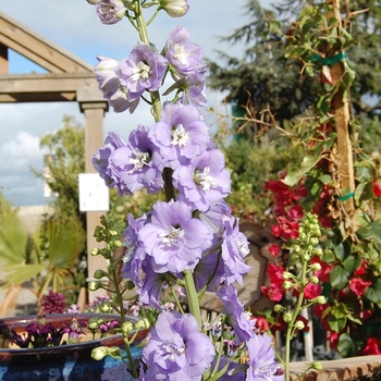 Delphinium 'Centurion Lavender' (068529)