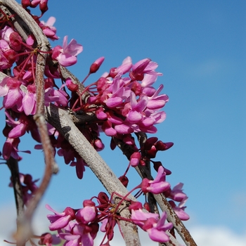 Cercis canadensis 'Lavender Twist®' (068593)