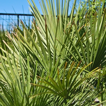 Chamaerops humilis '' (068596)