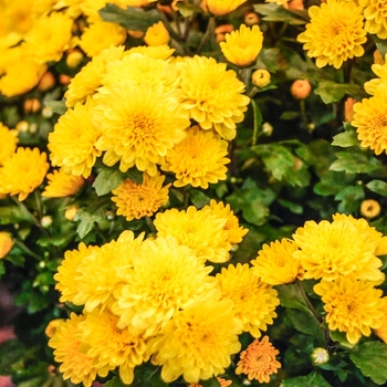 Chrysanthemum x morifolium 'Dandelion Wine' (068601)