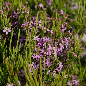 Coleonema pulchellum