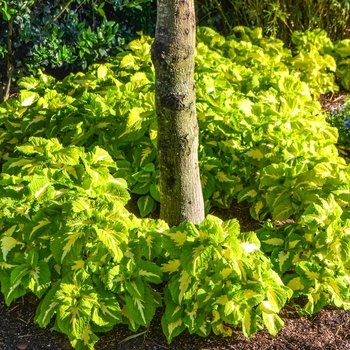 Coleus scutellarioides Kong Jr.™ 'Green Halo' (068844)