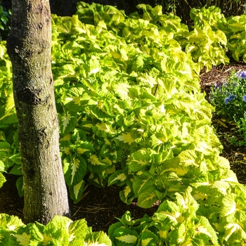 Coleus scutellarioides Kong Jr.™ 'Green Halo' (068846)