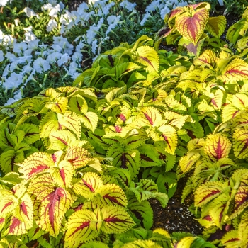 Coleus scutellarioides Kong Jr.™ 'Lime Green' (068848)