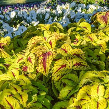 Coleus scutellarioides Kong Jr.™ 'Lime Green' (068849)