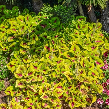 Coleus scutellarioides Kong Jr.™ '' (068850)