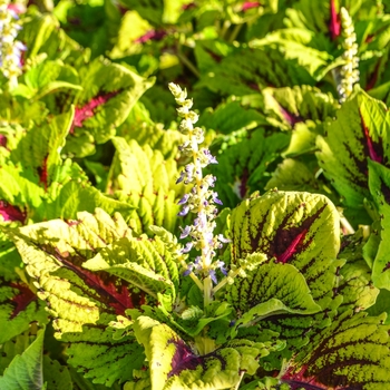 Coleus scutellarioides Kong Jr.™ '' (068851)