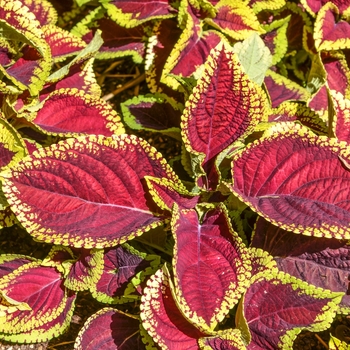 Coleus scutellarioides Kong Jr.™ 'Scarlet' (068924)