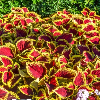 Coleus scutellarioides Kong Jr.™ 'Scarlet' (068925)