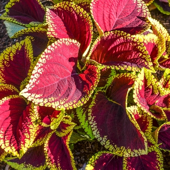 Coleus scutellarioides Kong Jr.™ 'Scarlet' (068926)