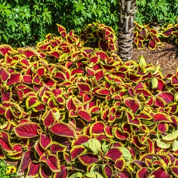 Coleus scutellarioides Kong Jr.™ 'Scarlet' (068928)