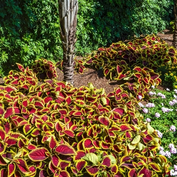 Coleus scutellarioides Kong Jr.™ 'Scarlet' (068929)