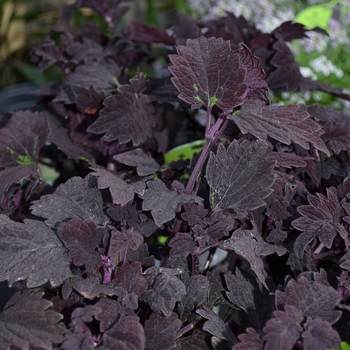 Coleus 'Signature™ 'Midnight Rambler'' (068933)