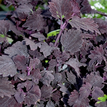 Coleus 'Signature™ 'Midnight Rambler'' (068934)