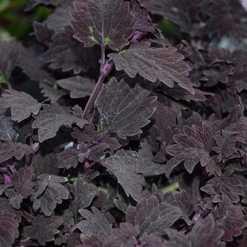 Coleus 'Signature™ 'Midnight Rambler'' (068936)