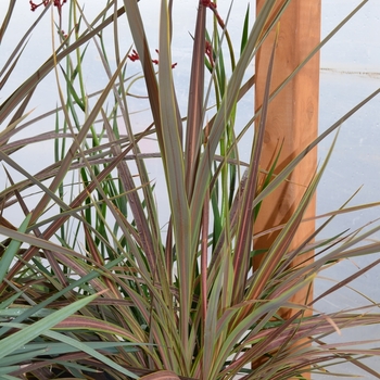 Cordyline banksii 'Electric Star' (068945)