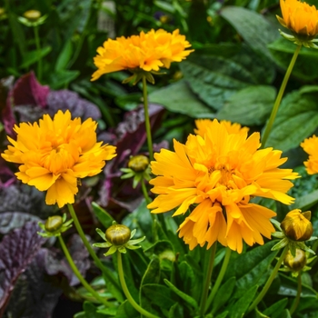 Coreopsis grandiflora 'Early Sunrise' (068952)