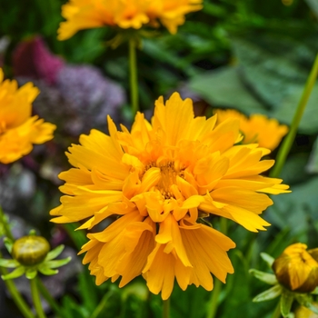 Coreopsis grandiflora 'Early Sunrise' (068953)