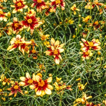 Coreopsis verticillata 'Route 66' (068956)