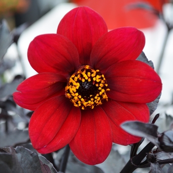 Dahlia variabilis 'Mystic Enchantment' (068983)