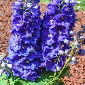 Delphinium elatum 'Dasante Blue' (068996)