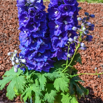 Delphinium elatum 'Dasante Blue' (068997)