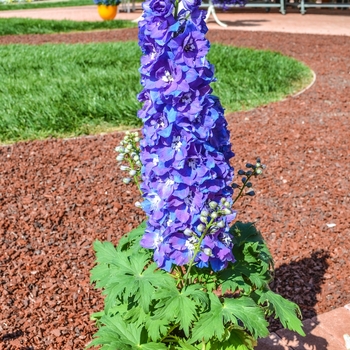 Delphinium elatum 'Guardian Lavender' (068998)