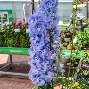 Delphinium elatum 'Guardian Lavender' (068999)