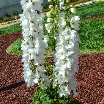 Delphinium elatum 'Guardian White' (069000)