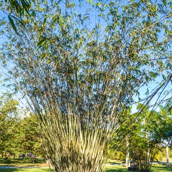 Dendrocalamus Minor '' (069002)