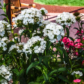 Dianthus barbatus Dash™ '' (069007)